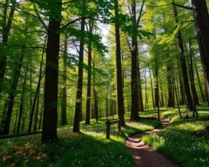 Natuur ontdekken in de bossen van de Verenigde Staten