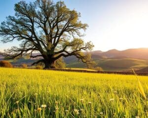 Is modal een natuurproduct?