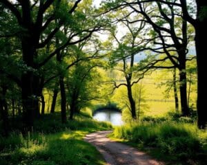 Wat maakt wandelen op de Veluwe zo bijzonder?
