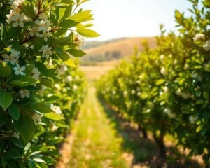 Waarom kiezen voor geuren met citrus in de lente?