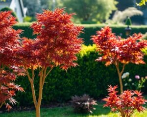 bomen tuin